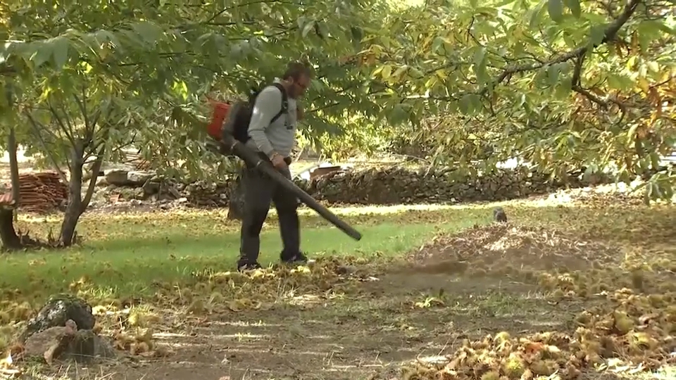 La llegada del otoño y las bajadas de temperatura es sinónimo de castañas. El Valle del Ambroz es el lugar donde más castaños hay de la región, pero escasean los productores.