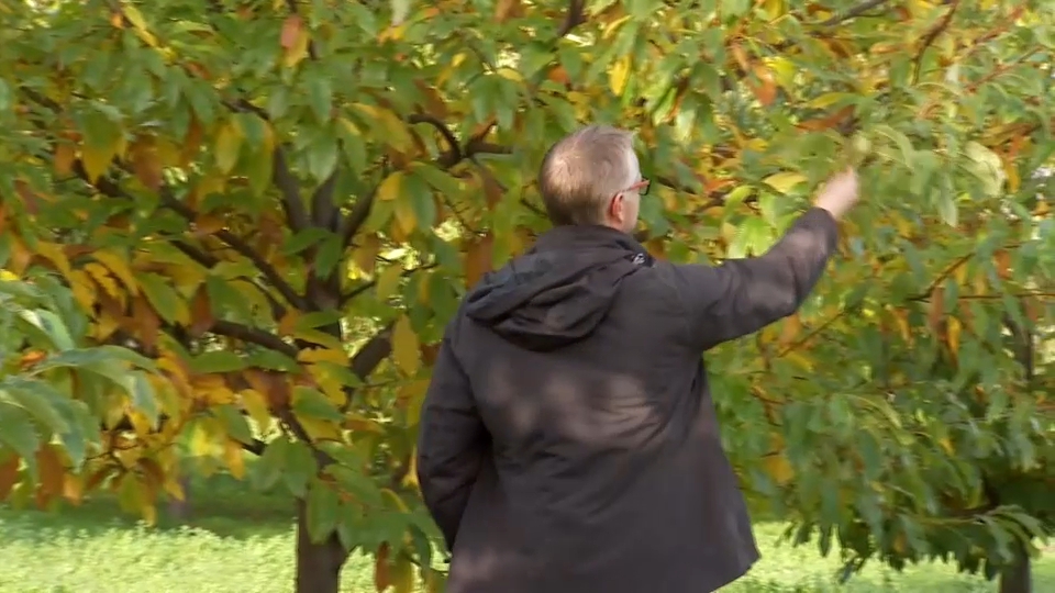 La castaña: Producto estrella del Valle del Ambroz