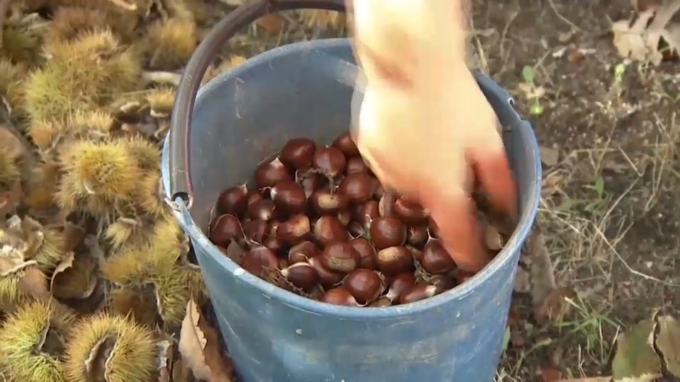 La llegada del otoño y las bajadas de temperatura es sinónimo de castañas. El Valle del Ambroz es el lugar donde más castaños hay de la región, pero escasean los productores.