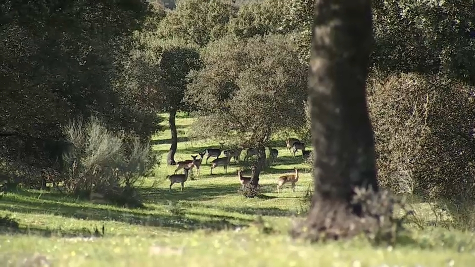 Caza en Extremadura