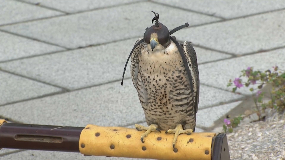 Palomas en Don Benito