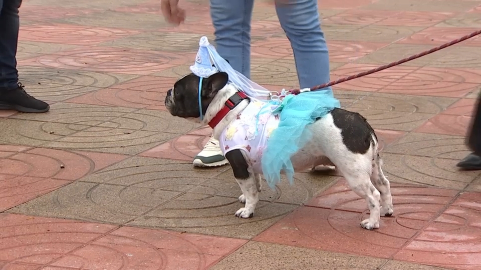 Primer Concurso de mascotas del Carnaval de Puebla de la Calzada