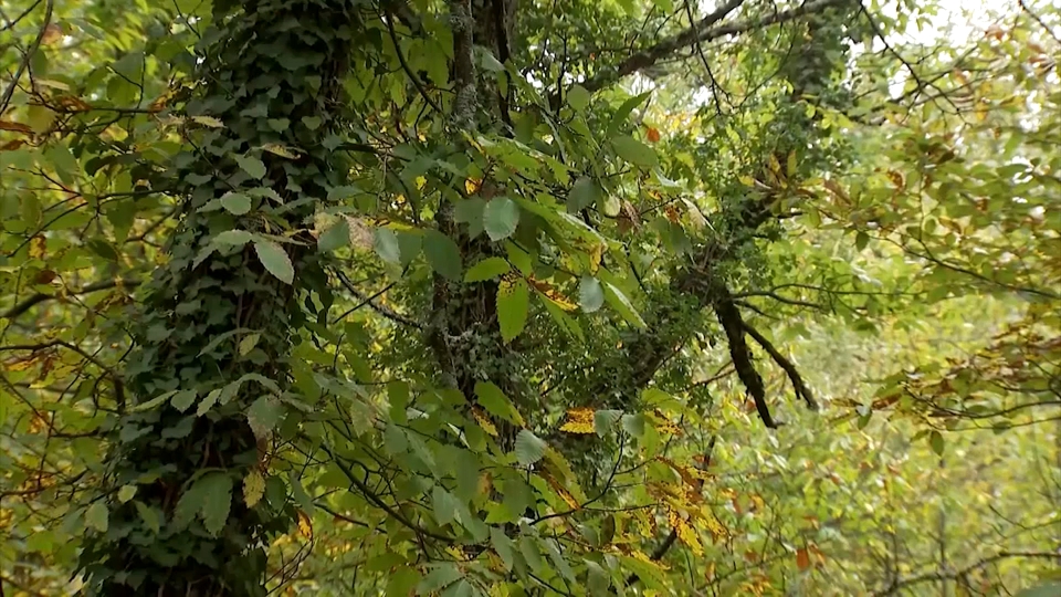 Comienza la Otoñada en el Valle del Jerte