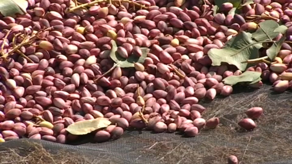 pistachos cultivados