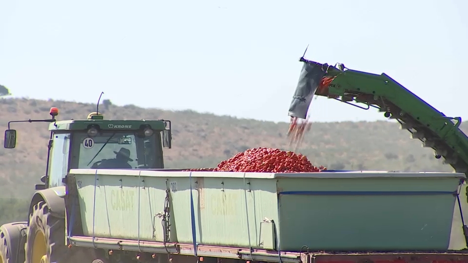 Previsiones a la baja en la campaña del tomate