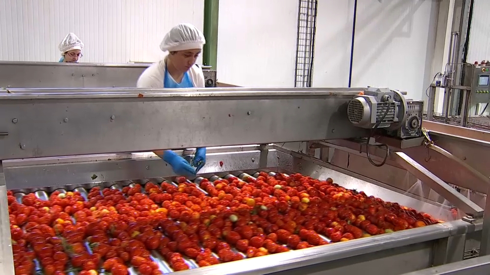 Previsiones a la baja en la campaña del tomate