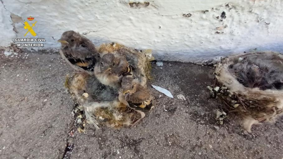 Investigados por capturar nidos de jilgueros y un erizo común en la provincia de Cáceres