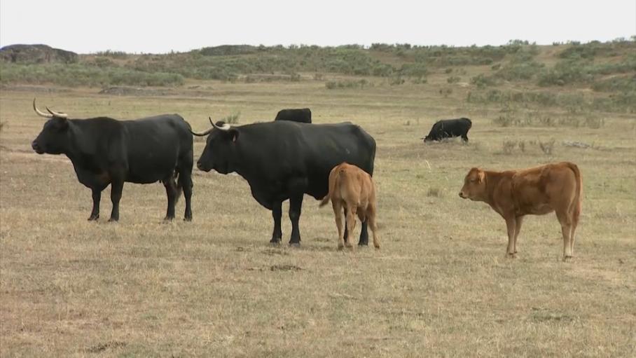 La Junta suaviza el Plan de Erradicación de la Tuberculosis Bovina en la región