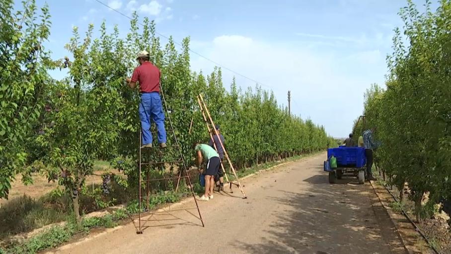 Mano de obra en el campo extremeño