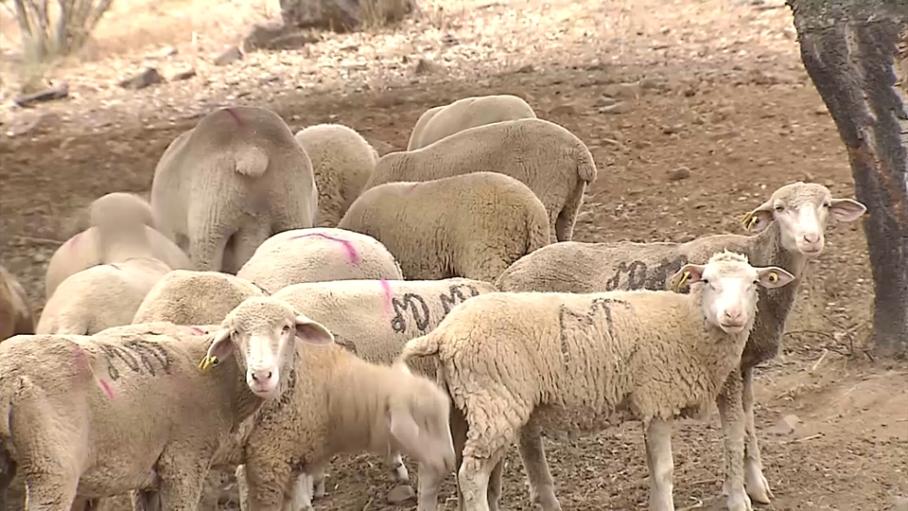 Notificados 32 nuevos focos de lengua azul en Extremadura