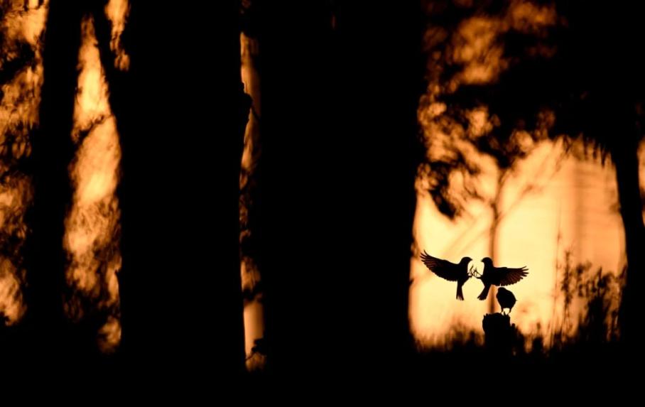 'Pelea territorial', fotografía ganadora del Concurso de la FIO 2025