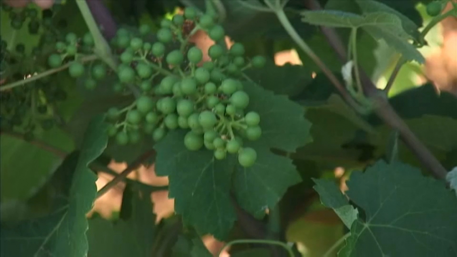 Plantación de viñedo de cava en Almendralejo