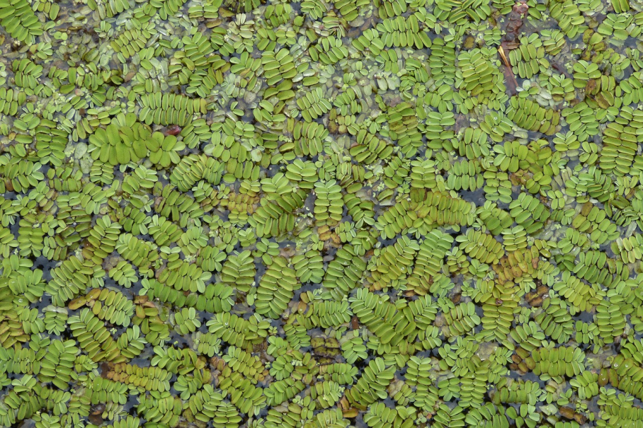 Azolla