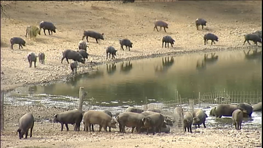 Cerdos ibéricos refrescándose junto a una charca tras degustar la dehesa extremeña