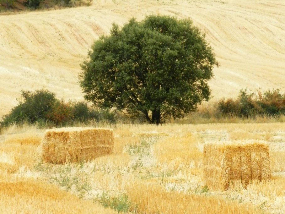 Encina en secano