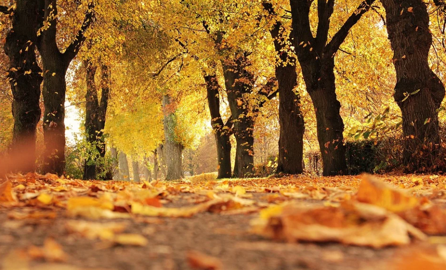 Estampa de otoño con árboles de hoja caducifolia