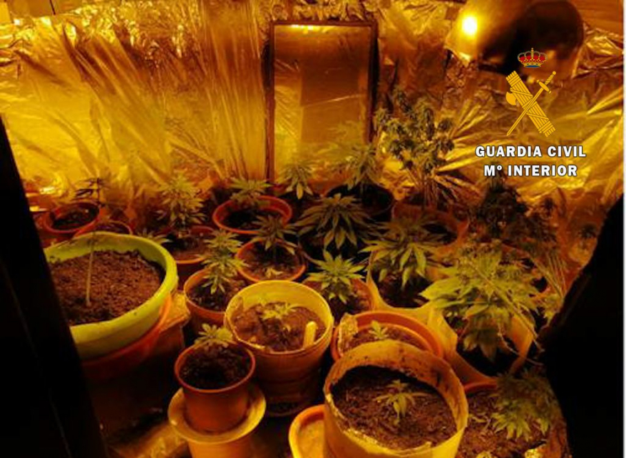 Plantación de marihuana hallada en la casa del detenido