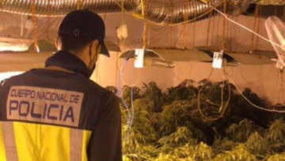 Un agente de policía observa las dimensiones de la plantación de marihuana desmantelada en Badajoz.