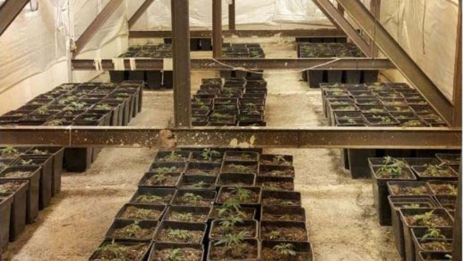 Imagen plantación marihuana en un desván