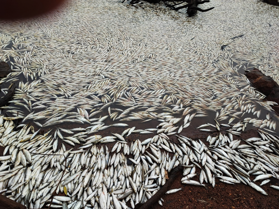 Peces muertos en el embalse Peña del Águila