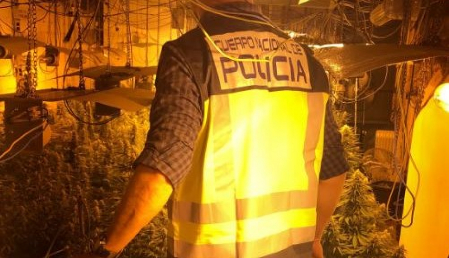 Desmantelada una plantación de marihuana