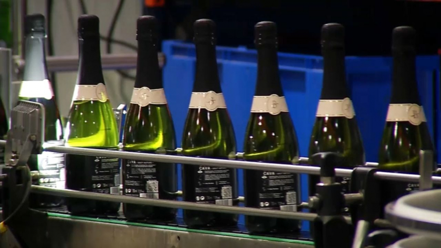 Cataluña compra cava base en Extremadura para la fabricación de sus marcas