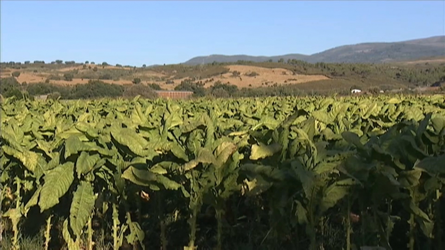 Cultivo del tabaco