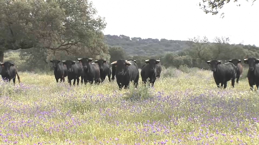 Toros en Táliga