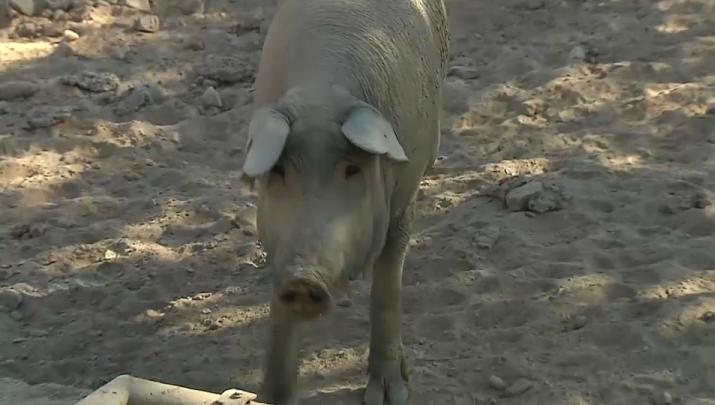 Dos ganaderías porcinas de la región, reciben el Porc d'Or