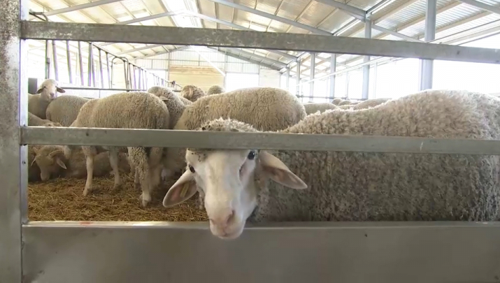 El sector ovino extremeño confía en abrir mercado en China