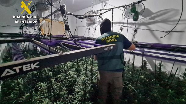 Cultivo de marihuana en Trujillanos