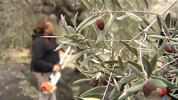 Temporero en la campaña de la aceituna