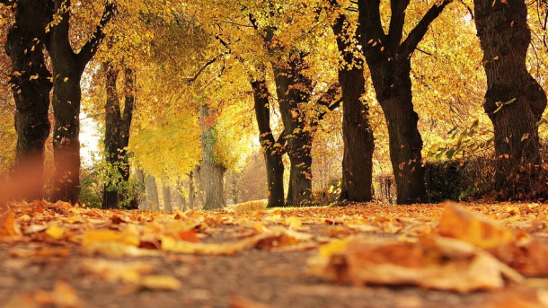 Estampa de otoño con árboles de hoja caducifolia