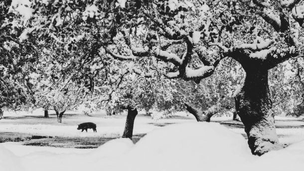 Dehesa nevada en Calera de León