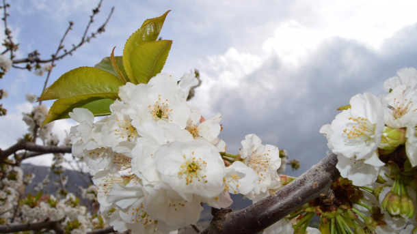 Cerezos en flor en el valle del Jerte. Autor: José María