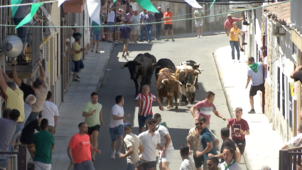 Encierros San Buenaventura, Toros Moraleja, Fiesta de Interés Turístico Regional, Juan Bazaga, Canal Extremadura, Tierra de Toros