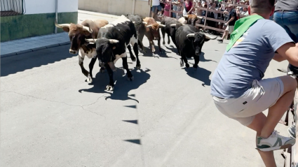 Encierros San Buenaventura, Toros Moraleja, Fiesta de Interés Turístico Regional, Juan Bazaga, Canal Extremadura, Tierra de Toros