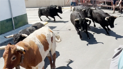 Encierros San Buenaventura, Toros Moraleja, Fiesta de Interés Turístico Regional, Juan Bazaga, Canal Extremadura, Tierra de Toros