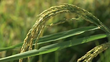 Cultivo del arroz en Extremadura