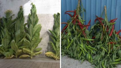 Feria del Tabaco y el Pimiento