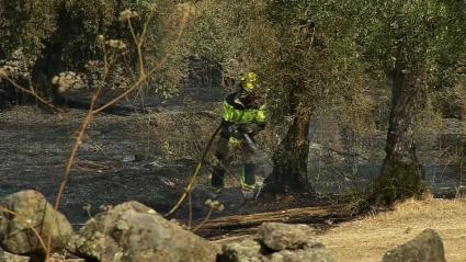 Incendio forestal en Villamesías