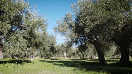 Olivos en una finca de Extremadura