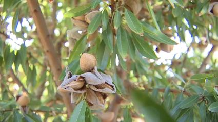 Proyecto Capota para el mejor aprovechamiento de la almendra