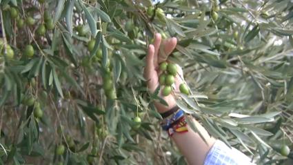 Las últimas lluvias han venido bien a la aceituna