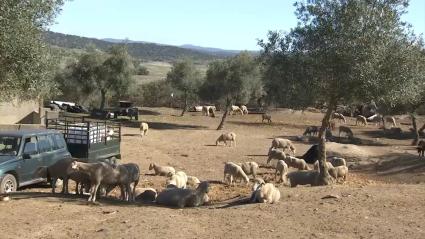 Expansión de la lengua azul en Extremadura