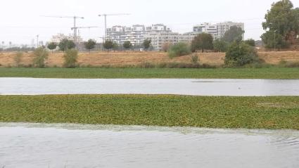 Nenúfar mexicano en Badajoz