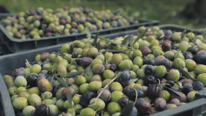 Aceitunas en cajas después de ser recogidas