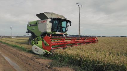 Máquina agrícola segando arroz