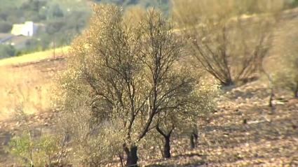 Investigado un vecino de Valdecaballeros por su presunta implicación en cinco incendios forestales