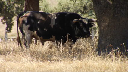 Barcial, Ganaderías, encastes minoritarios, Juan Bazaga, Tierra de Toros, Canal Extremadura